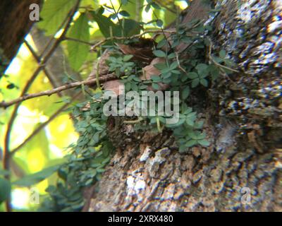 acorn peperomia (Peperomia tetraphylla) Plantae Stockfoto