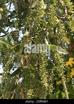 Gooddings Weide (Salix gooddingii) Plantae Stockfoto