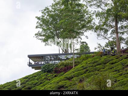 BOH Teecenter Gebäude über den Teeplantagen, Pahang, Cameron Highlands, Malaysia Stockfoto