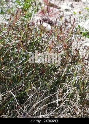 Schmalblättrige Stillingia (Stillingia linearifolia) Plantae Stockfoto