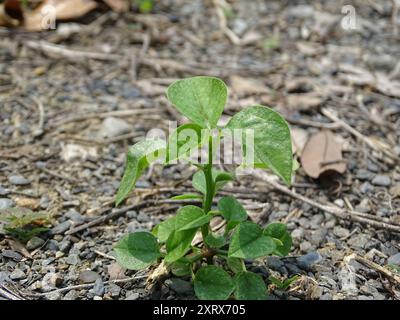 Grassleaf Spurge (Euphorbia graminea) Plantae Stockfoto