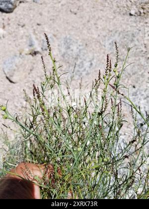 Schmalblättrige Stillingia (Stillingia linearifolia) Plantae Stockfoto
