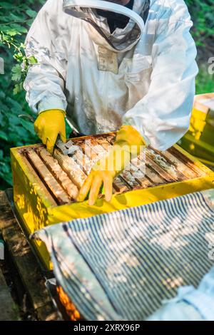 Imker, der den Holzrahmen aus dem Bienenstock der Bienenkolonie herausnimmt Stockfoto