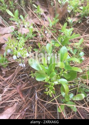 Zwerghuckleberry (Gaylussacia dumosa) Plantae Stockfoto