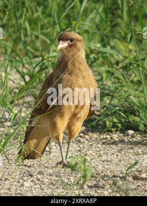 Chimango Caracara (Daptrius chimango) Aves Stockfoto