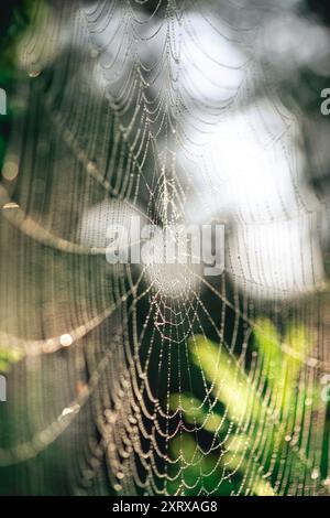 Natürlicher Hintergrund. Spinnweben in Tautropfen auf einer grünen Pflanze Stockfoto