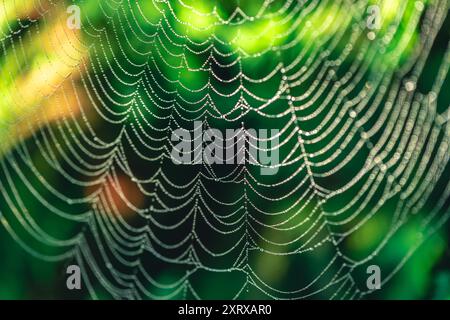 Natürlicher Hintergrund. Spinnweben in Tautropfen auf einer grünen Pflanze Stockfoto