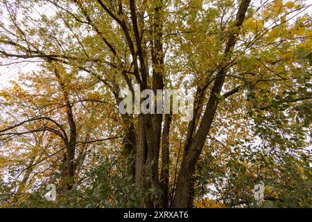 Ahornbäume werden im Herbst gelb. Stockfoto