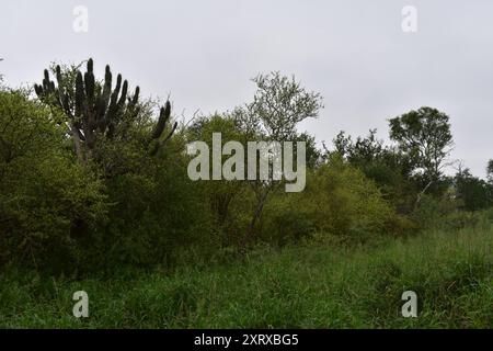 Zahnstocher Cactus (Stetsonia coryne) Plantae Stockfoto