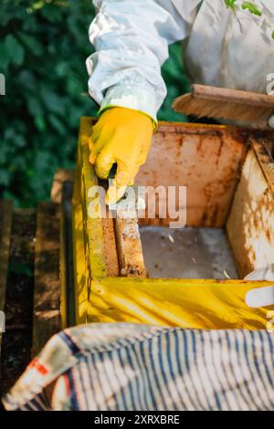 Geschützter Imker kratzt Burr-Comb Bienenwachs-Honigzellen vom hölzernen Hive Frame ab Stockfoto