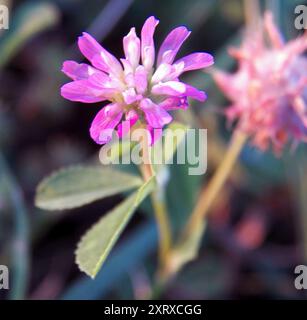 Umkehrklee (Trifolium resupinatum) Plantae Stockfoto