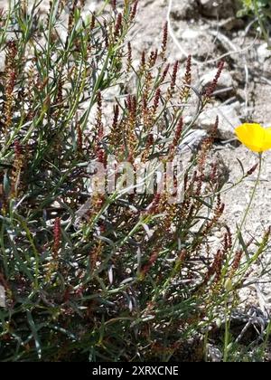 Schmalblättrige Stillingia (Stillingia linearifolia) Plantae Stockfoto