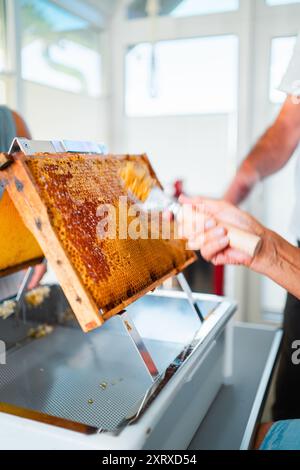 Imker, der mit Kappen verschlossene Waben aufhebt, mit einem Kappen-Scratcher in Bewegung Stockfoto