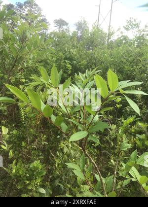 Poison Sumac (Toxicodendron vernix) Plantae Stockfoto