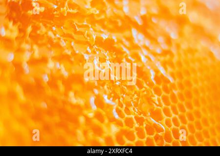 Köstlicher Golden Bee Honey Nectar tropft aus frischen gelben Kämmen von Honey Cells einer Beehive Extreme Nahaufnahme Stockfoto