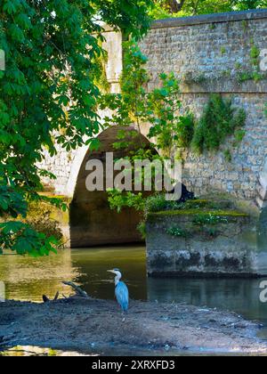 Abingdon behauptet, die älteste bewohnte Stadt Englands zu sein, und die Themse verläuft durch ihr Herz. Das macht es zu einer sehr tierfreundlichen Altstadt. Trotzdem ist es ungewöhnlich, einen Reiher so nahe am Stadtzentrum zu sehen, direkt an Abingdons berühmter mittelalterlicher Brücke. Die ständig geschäftige Bridge Street führt über uns, aber dieser einsame Vogel scheint nichts dagegen zu haben! Aber hier ist eine große Frage. Ist es ein gewöhnlicher Graureiher oder der viel seltenere Blaue? Das große Geld muss auf die Grey gehen, aber es sieht wirklich blau aus für mich... Sie entscheiden! Stockfoto