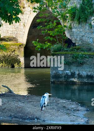 Abingdon behauptet, die älteste bewohnte Stadt Englands zu sein, und die Themse verläuft durch ihr Herz. Das macht es zu einer sehr tierfreundlichen Altstadt. Trotzdem ist es ungewöhnlich, einen Reiher so nahe am Stadtzentrum zu sehen, direkt an Abingdons berühmter mittelalterlicher Brücke. Die ständig geschäftige Bridge Street führt über uns, aber dieser einsame Vogel scheint nichts dagegen zu haben! Aber hier ist eine große Frage. Ist es ein gewöhnlicher Graureiher oder der viel seltenere Blaue? Das große Geld muss auf die Grey gehen, aber es sieht wirklich blau aus für mich... Sie entscheiden! Stockfoto