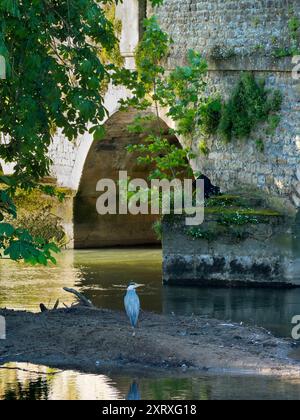 Abingdon behauptet, die älteste bewohnte Stadt Englands zu sein, und die Themse verläuft durch ihr Herz. Das macht es zu einer sehr tierfreundlichen Altstadt. Trotzdem ist es ungewöhnlich, einen Reiher so nahe am Stadtzentrum zu sehen, direkt an Abingdons berühmter mittelalterlicher Brücke. Die ständig geschäftige Bridge Street führt über uns, aber dieser einsame Vogel scheint nichts dagegen zu haben! Aber hier ist eine große Frage. Ist es ein gewöhnlicher Graureiher oder der viel seltenere Blaue? Das große Geld muss auf die Grey gehen, aber es sieht wirklich blau aus für mich... Sie entscheiden! Stockfoto