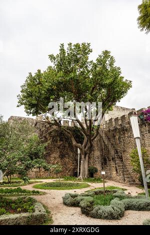 Garten des Schlosses Tavira in Portugal. Die Ruinen der Burg aus dem 11. Jahrhundert bieten einen atemberaubenden Blick auf die Stadt und den Park von den Festungsmauern. Stockfoto