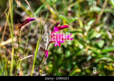 Violet Iris xiphium, bekannt als die spanische Iris an der Algarve Küste in Portugal. Sie ist eine Iris aus Spanien und Portugal. Stockfoto