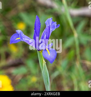 Violet Iris xiphium, bekannt als die spanische Iris an der Algarve Küste in Portugal. Sie ist eine Iris aus Spanien und Portugal. Stockfoto