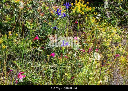 Violet Iris xiphium, bekannt als die spanische Iris an der Algarve Küste in Portugal. Sie ist eine Iris aus Spanien und Portugal. Stockfoto