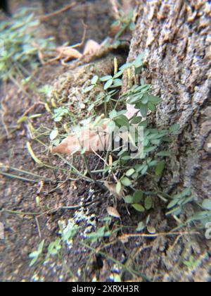 acorn peperomia (Peperomia tetraphylla) Plantae Stockfoto