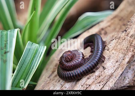 Tausendfüßler, der sich auf einem abgefallenen Ast in einer tropischen Umgebung zusammengerollt hat Stockfoto