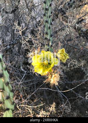 Violet Pricklypear (Opuntia gosseliniana) Plantae Stockfoto