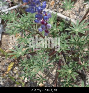 Coulter-Lupine (Lupinus sparsiflorus) Plantae Stockfoto