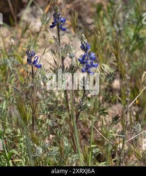 Coulter-Lupine (Lupinus sparsiflorus) Plantae Stockfoto