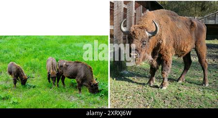 Ein großer Mann, Weibchen und Junge europäischer Bisons in einem Reservat in Moldau. Freier Platz für Text. Breites Foto. Collage. Stockfoto