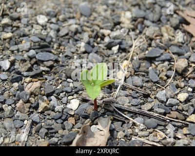 Grassleaf Spurge (Euphorbia graminea) Plantae Stockfoto
