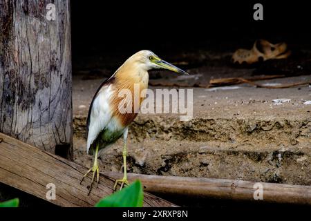 Dieses fesselnde Foto zeigt einen javanischen Teichreiher, der anmutig auf einem Holzbalken vor einem rustikalen, natürlichen Hintergrund steht. The Bird's DE Stockfoto