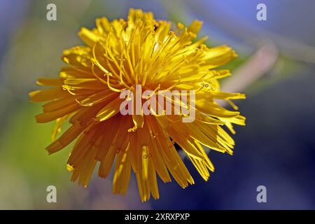 Wildkräuter in der Landschaft das Gewöhnliche Bitterkraut zur Blütezeit *** Wilde Kräuter in der Landschaft die gewöhnliche Bitterkresse in Blüte Stockfoto