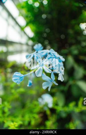 Blue Cape Plumbago Auriculata Blume Blossom Stockfoto