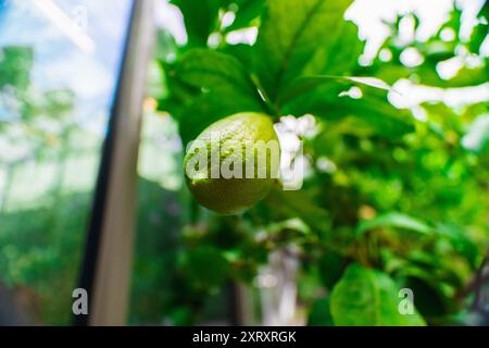 Frische grüne Zitronenfrüchte hängen an einem Zitronenbaum Nahaufnahme in einem Bio-Sphere-Garten im Landschaftsbild Stockfoto