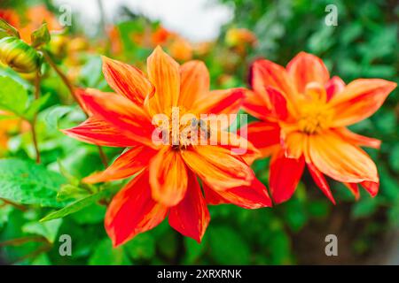 Honigbiene sammelt Nektar aus Daisy Flower Pollen in einem Bio Sphere Garden Stockfoto