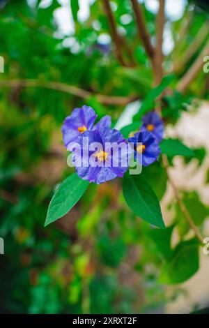 Blue Paraguay Nightshade Flower Blossom bekannt als Lycianthes Rantonnetii oder Blue Potato Bush in a Green Ecological Garden Bio Sphere als Nahaufnahme in Por Stockfoto