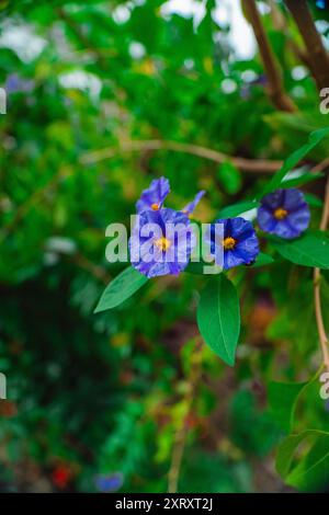 Blue Paraguay Nightshade Flower Blossom bekannt als Lycianthes Rantonnetii oder Blue Potato Bush Stockfoto