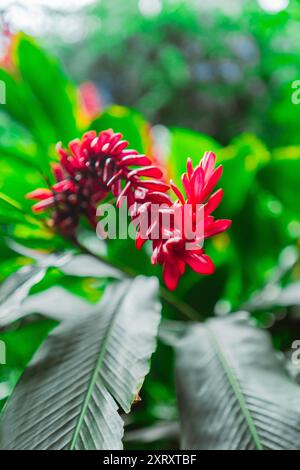 Rote Ingwerblüte, bekannt als Alpinia purpurata in einem grünen ökologischen Garten Biotope mit grünen Blättern als Nahaufnahme im Portraitbild Stockfoto