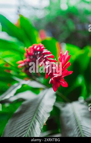 Rote Ingwerblüte, bekannt als Alpinia purpurata in einem grünen ökologischen Garten Biotope Stockfoto