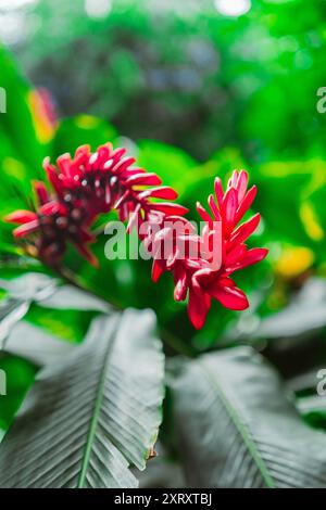 Rote Ingwerblüte, bekannt als Alpinia purpurata Stockfoto