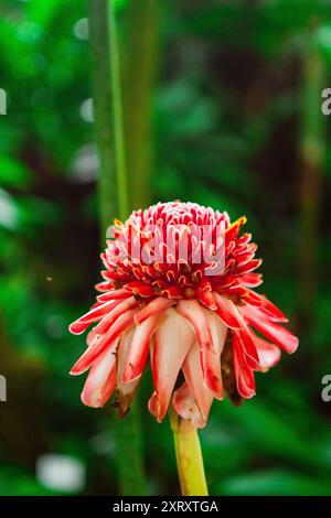 Rote Fackel Ingwerblüte bekannt als Etlingera Elatior Ingwerblüte rote Ingwerlilie Fackelblüte Fackelblüte und viele weitere Namen in einer ökologischen Bio-Bio Stockfoto