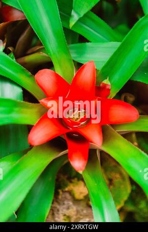 Rote Nidularium Innocentii Pflanze wächst in einem grünen ökologischen Garten Biotope Mimimizing Regenwald Umwelt als Nahaufnahme im Portraitbild Stockfoto