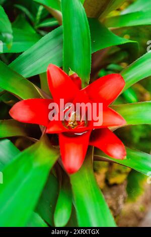 Rote Nidularium Innocentii Pflanze wächst in einem grünen ökologischen Gartenbiotope Stockfoto