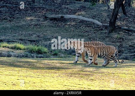 Zwei Königlich-Bengalen-Tiger marschieren an einem sonnigen Tag durch ein Dschungeltal, mit einem tiefen Wald im Hintergrund wie das Militär Stockfoto