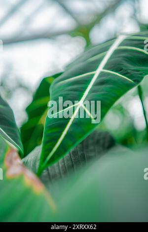 Detailansicht der Struktur eines grünen Alocasia Micholitziana-Blattes Stockfoto