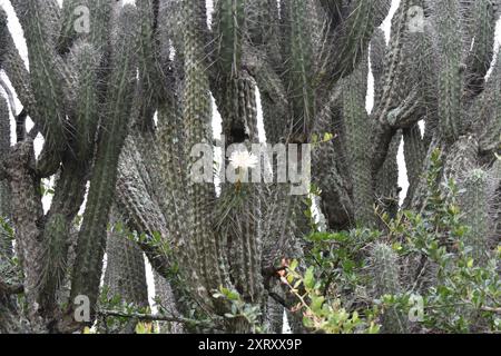 Zahnstocher Cactus (Stetsonia coryne) Plantae Stockfoto