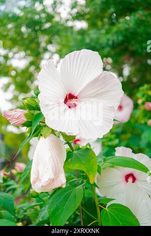 Weiße Hibiskus-Moscheutos-Blüten in einem grünen ökologischen Garten wie Biotope Nahaufnahme im Porträt-Bild Stockfoto